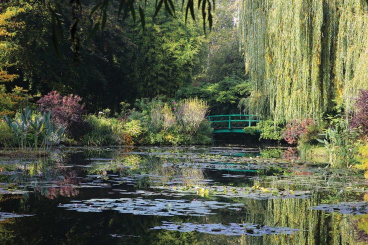 a pond filled with lots of water lilies next to a lush green tree covered forest