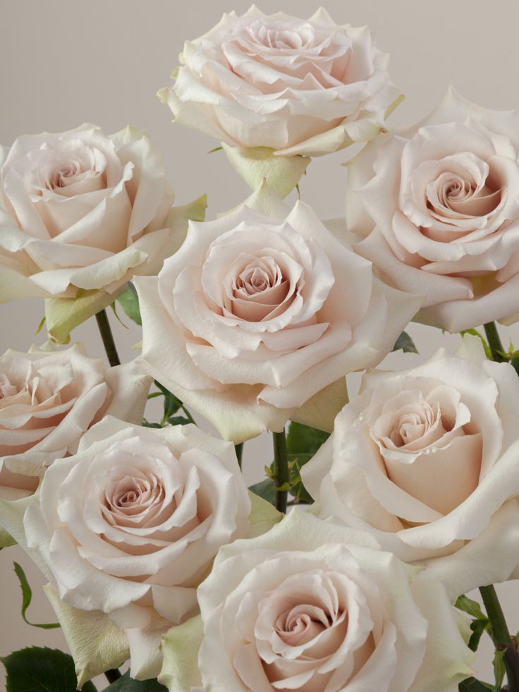 a bunch of white roses in a vase