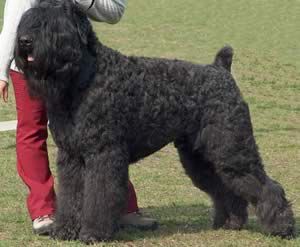 a black dog standing on top of a grass covered field next to a person wearing red pants