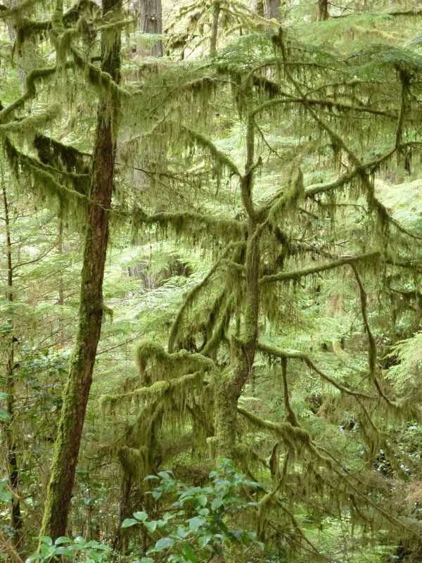 mossy trees in the forest with lots of green leaves