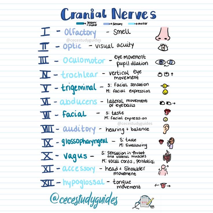 Cranial Nerve Drawing Nursing Notes Anatomy And Physiology Mnemonics, Cranial Nerves Mnemonic Cheat Sheets, Nurse Practitioner Student Study Guides, Neurology Mnemonics, Nursing Mnemonics Med Surg, Pharmacology Mnemonics Nsaids, A&p Notes Nursing Schools, Nursing School Organization, Cranial Nerves Mnemonic