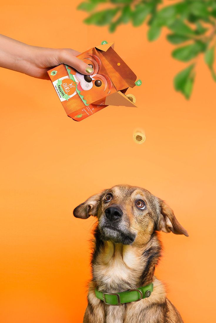 a dog is looking up at a person's hand holding an orange object in the air