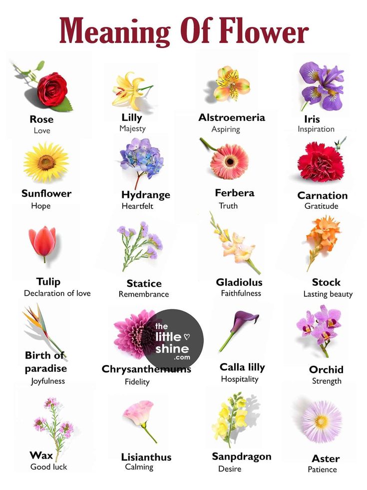 the meaning and meanings of flowers for each zodiac sign, which is also in english