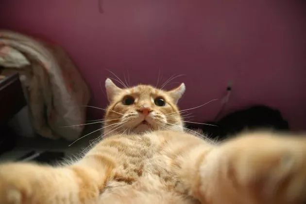 an orange cat laying on top of a bed next to a purple wall and floor