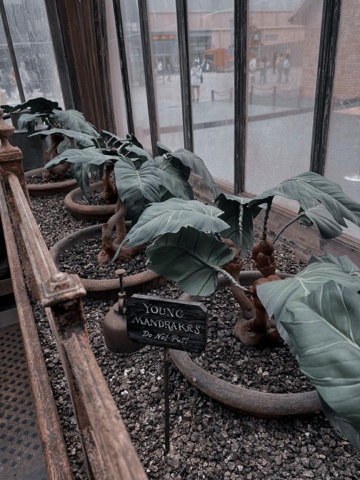 some plants are growing in a potted planter