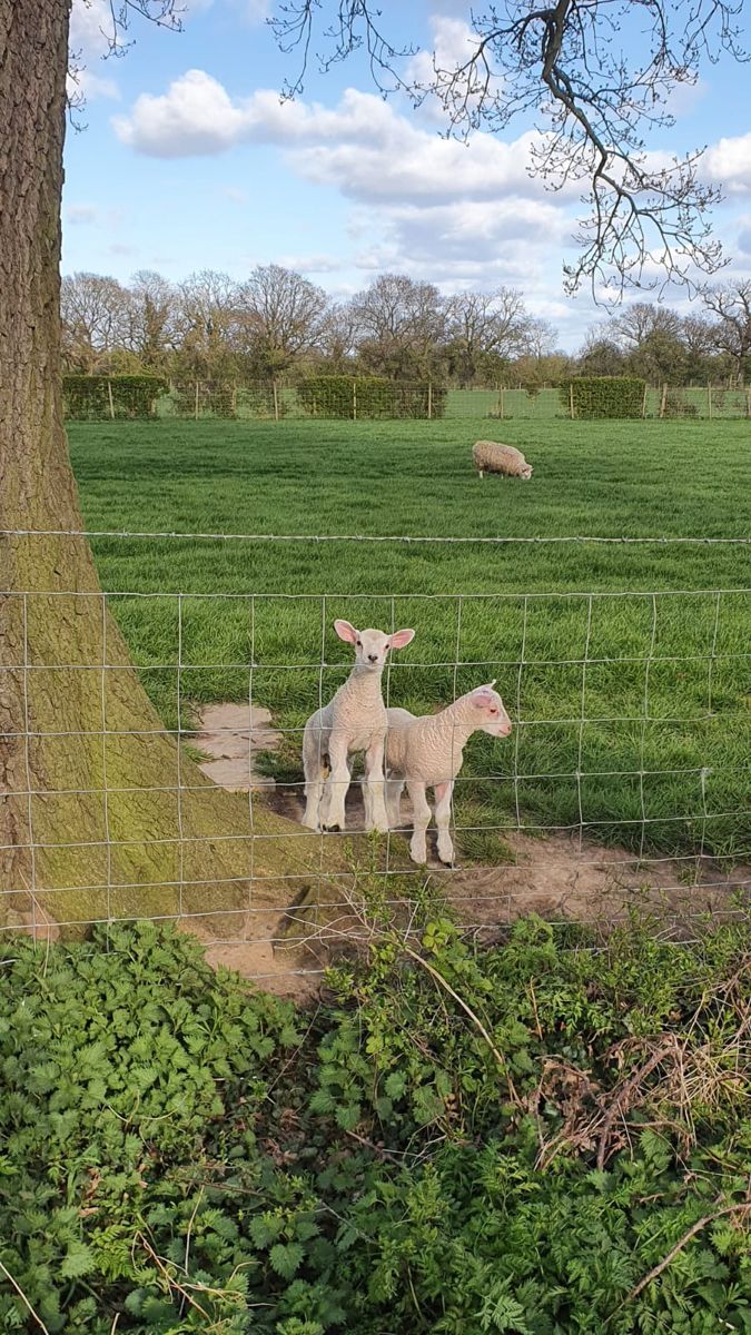 two lambs standing next to each other in a field behind a fenced area