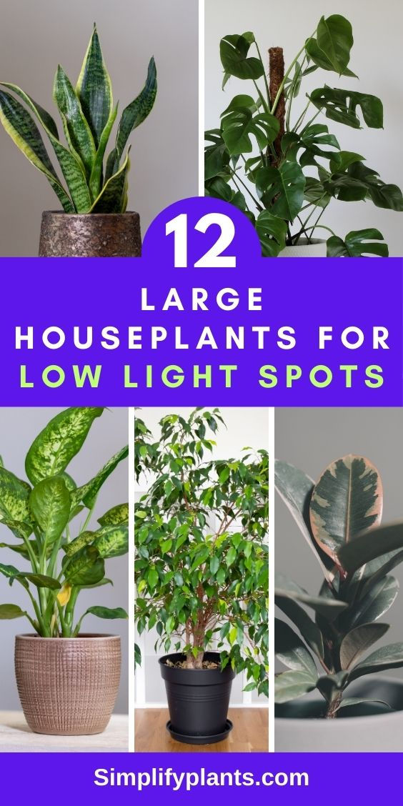 "12 large indoor plants, low light houseplants, indoor gardening, houseplant 
decor, plant care tips, indoor plant ideas, low light plant options, indoor 
plant enthusiasts, plant lovers, houseplant inspiration, home decor, indoor 
plant styling" Houseplants For Low Light, Large Houseplants, Best Plants For Bedroom, Low Light House Plants, Low Light Indoor Plants, Apartment Plants, Plant Care Houseplant, Inside Plants, Herb Planters