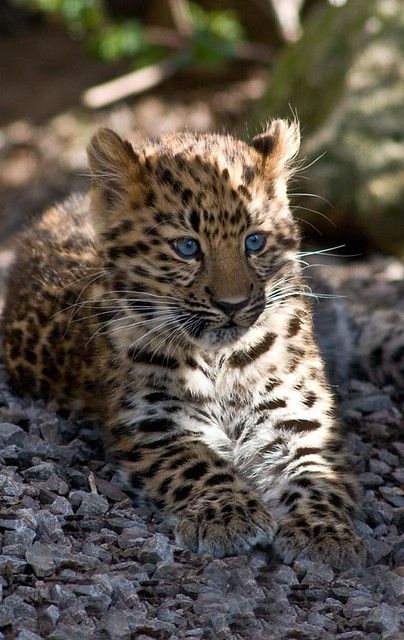 a baby leopard laying down on the ground