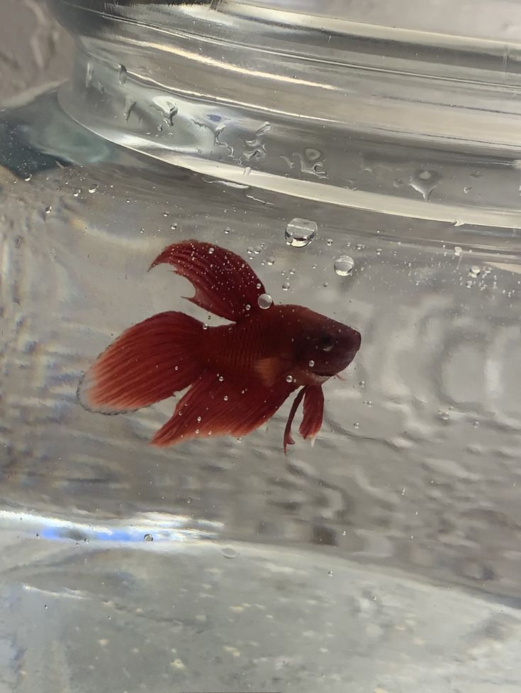 a goldfish in a glass jar filled with water