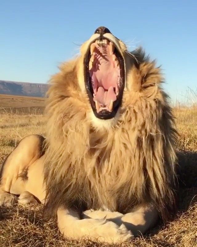 a lion with its mouth open and it's teeth wide open in the wild