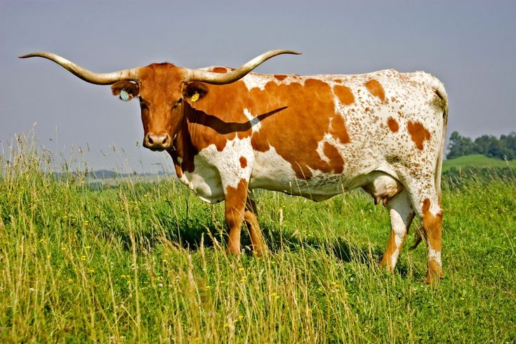 a brown and white cow standing on top of a lush green field next to tall grass