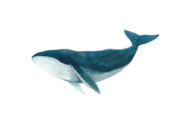 a blue whale is swimming in the water