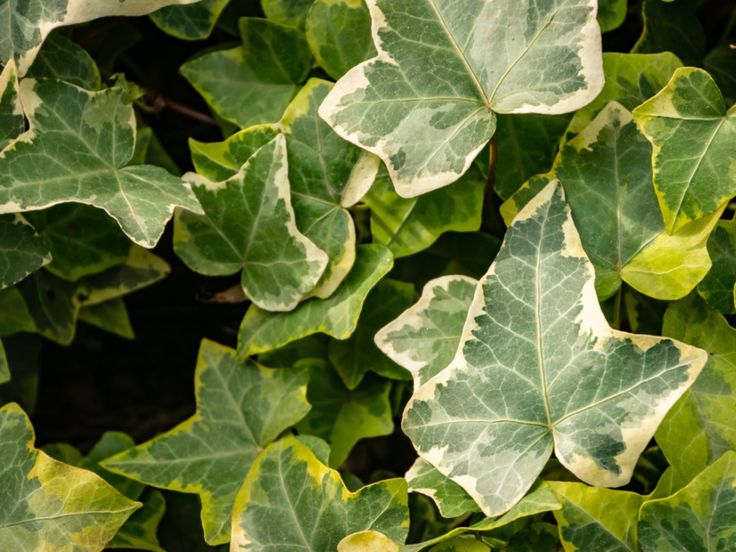 green leaves with white spots on them growing in the sun and dark foliage behind them