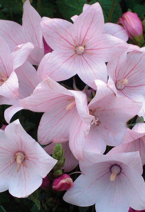 pink flowers are blooming in the garden