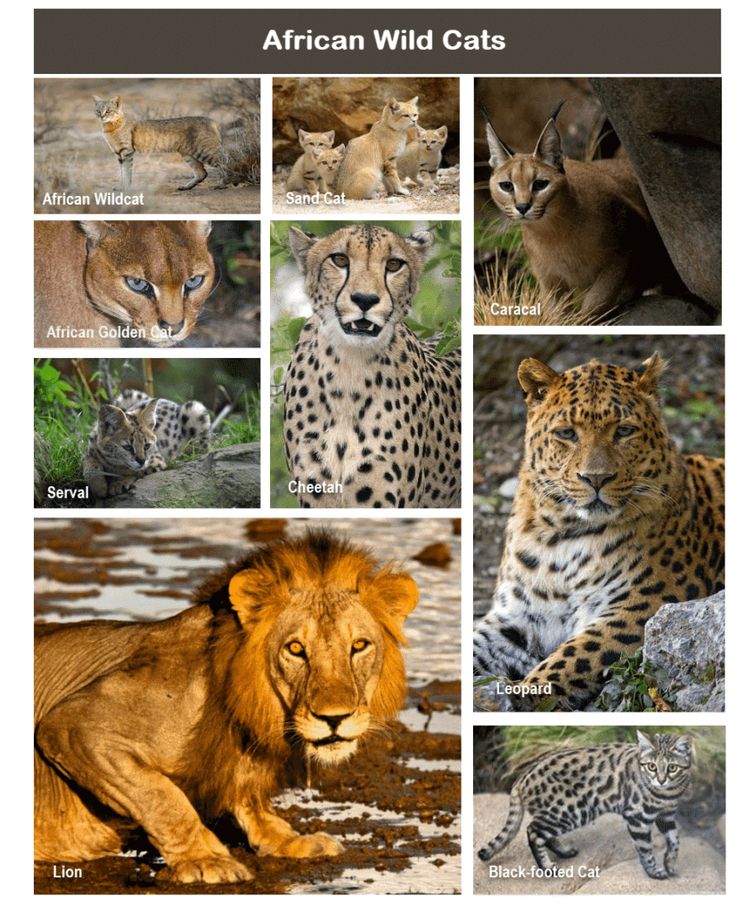 the african wild cats are shown here in this photo collage, which includes lions, cheetah, leopards and other animals