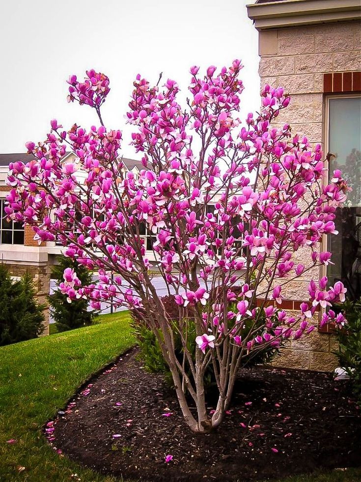 a tree with pink flowers in front of a brick building and green grass on the ground