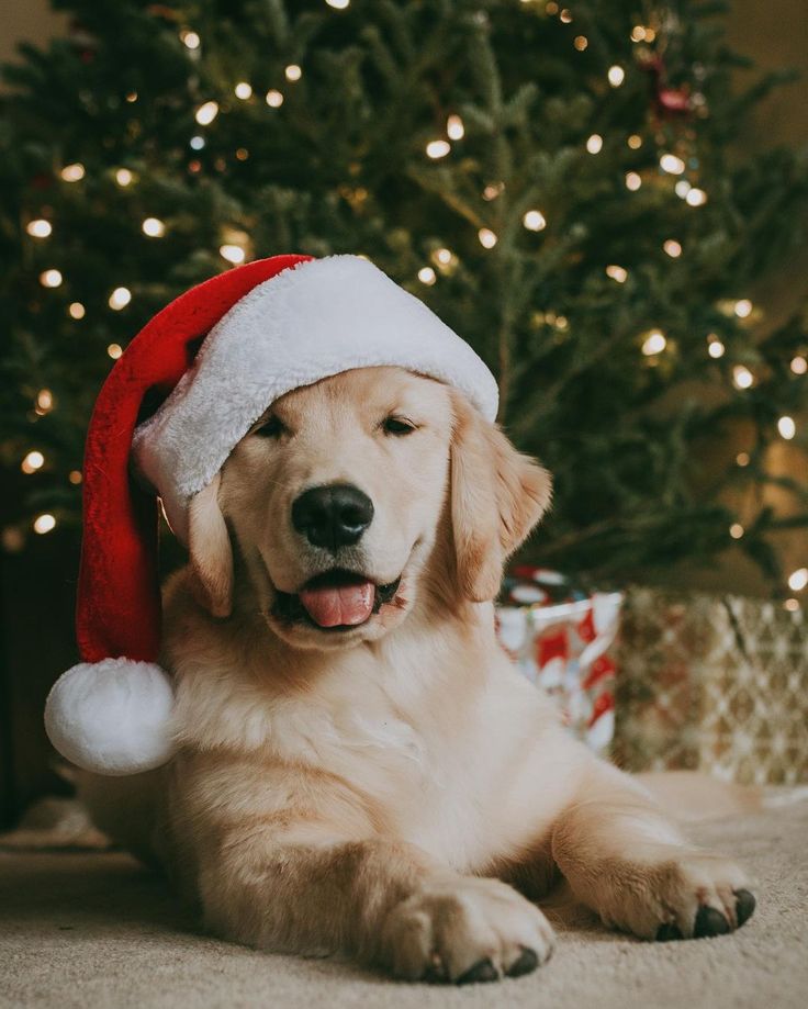 a golden retriever dog wearing a santa hat