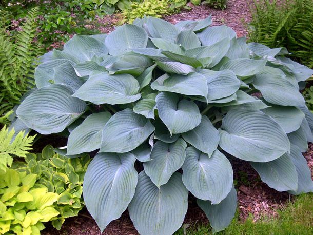 a large green plant in the middle of some grass and plants on the other side