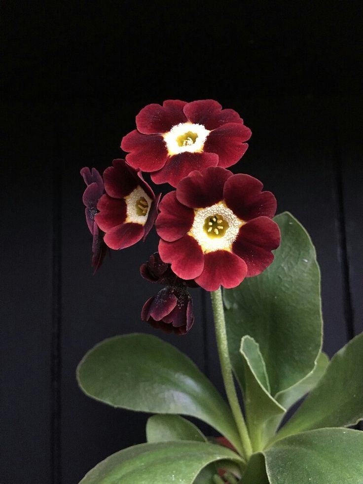 three red and white flowers are in a pot