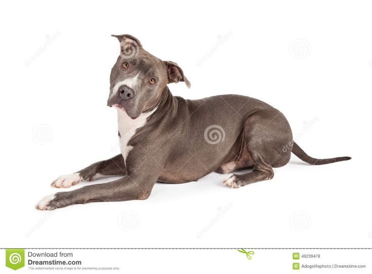 a gray and white pit bull dog laying down