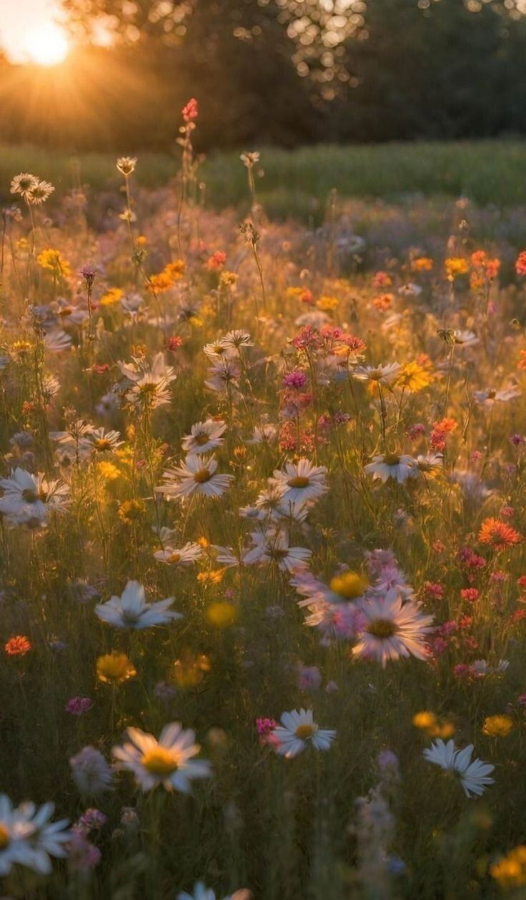 the sun shines brightly behind a field of wildflowers in an open field