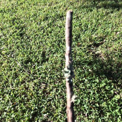 a wooden stick sticking out of the grass