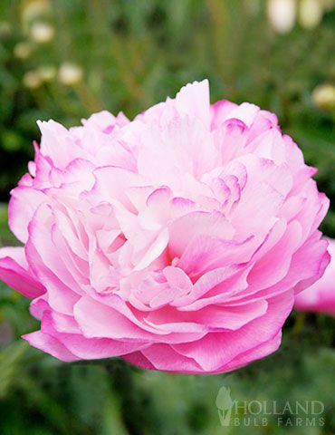 a large pink flower with green leaves in the background