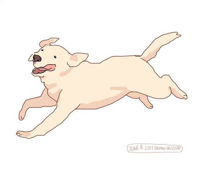 a white dog is jumping in the air