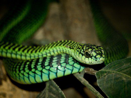 a green and black snake on top of a leaf