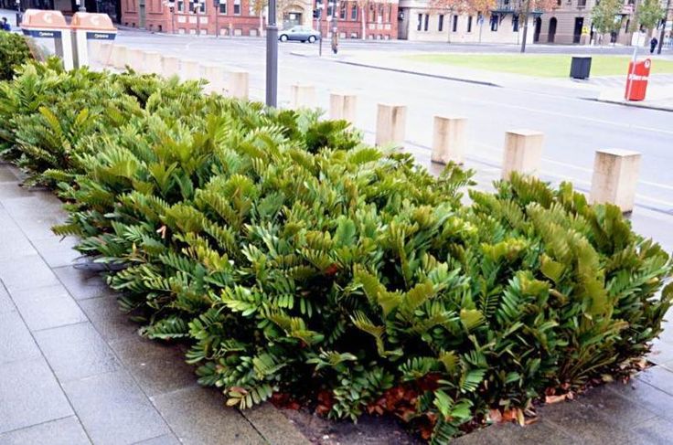 there is a row of bushes on the side of the street with buildings in the background