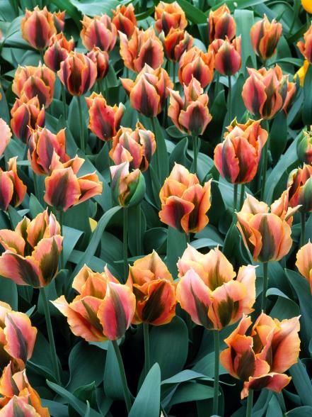 many orange and yellow flowers in a garden