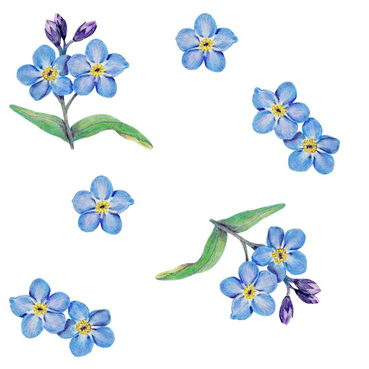 blue flowers with green stems and leaves on a white background, painted in watercolor