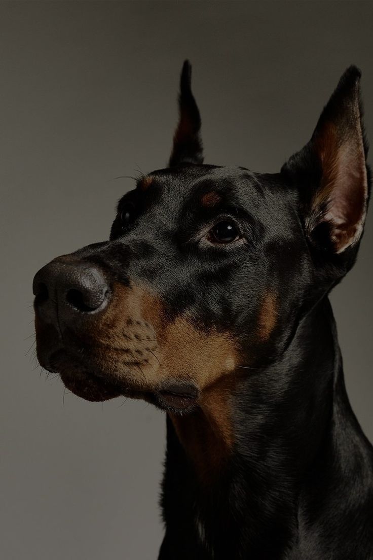 a black and brown dog is looking at something in the distance on a gray background