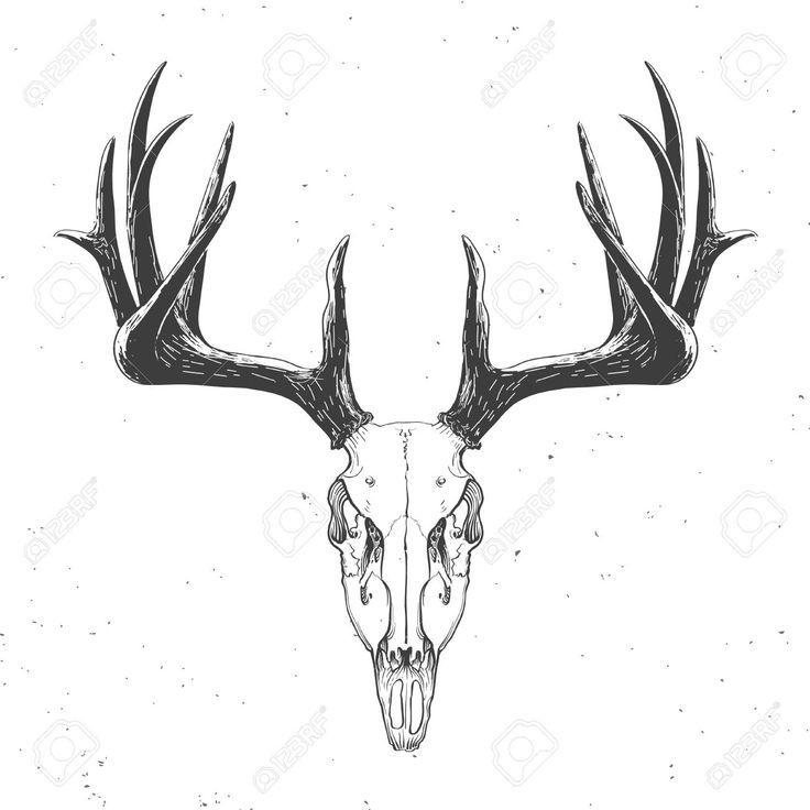 a deer skull with antlers on it's head in black and white ink