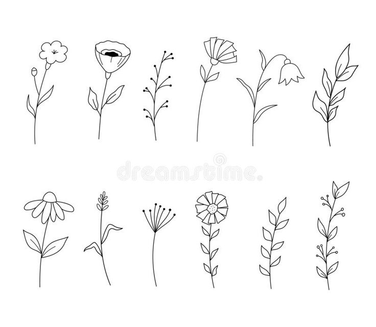 different types of flowers and leaves drawn in black ink on white paper royalty illustration stock images