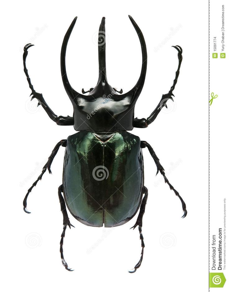 a black beetle with large horns and long legs