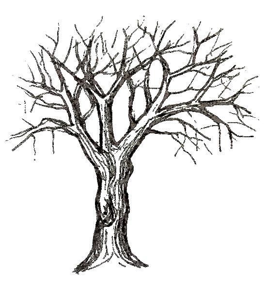 a bare tree with no leaves on the branches and no leaves on the ground, vintage line drawing or engraving illustration