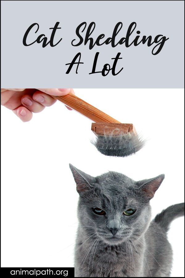 a gray cat is being groomed with a brush