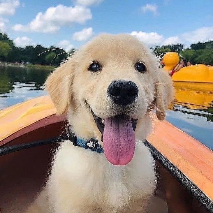 a dog sitting in the bow of a boat with its tongue hanging out and looking at the camera