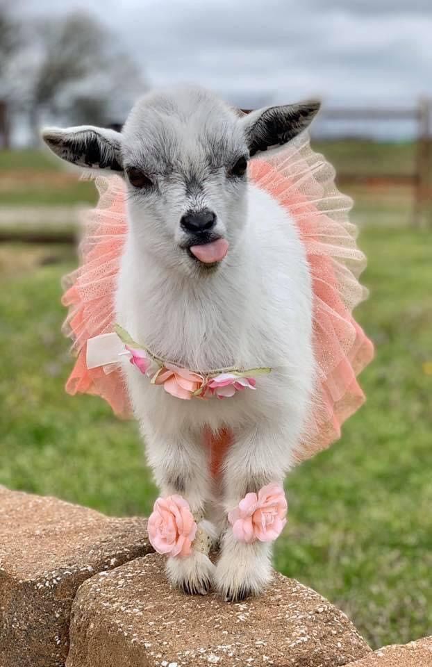 a baby goat wearing a pink tutu with flowers on it's head and ears