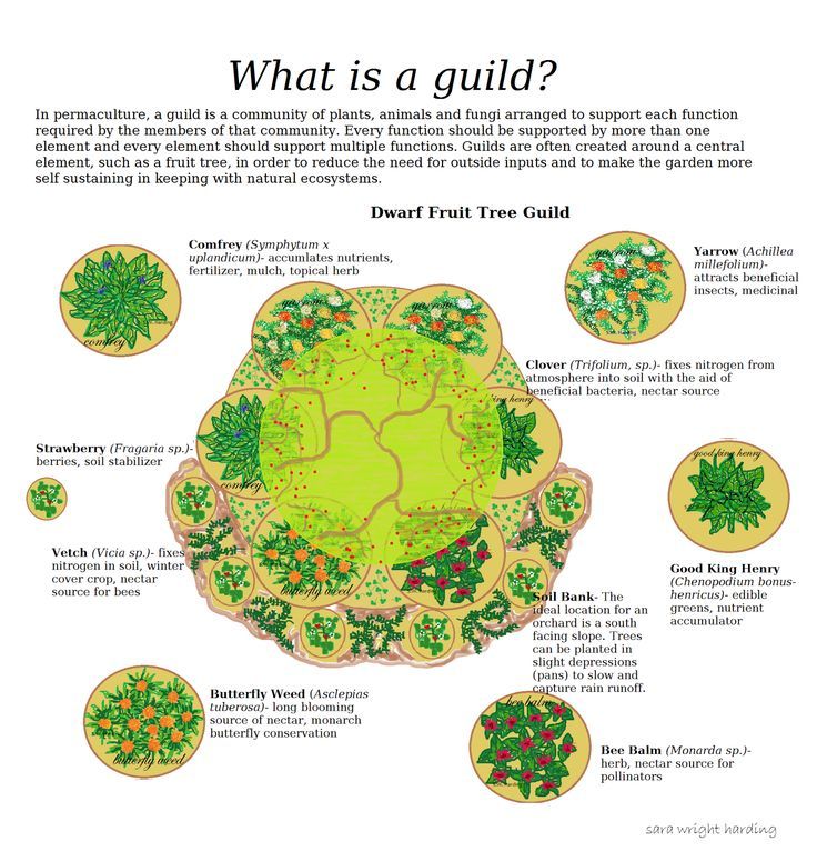 an illustrated guide to the different types of trees and shrubs in a garden, with instructions on how to plant them