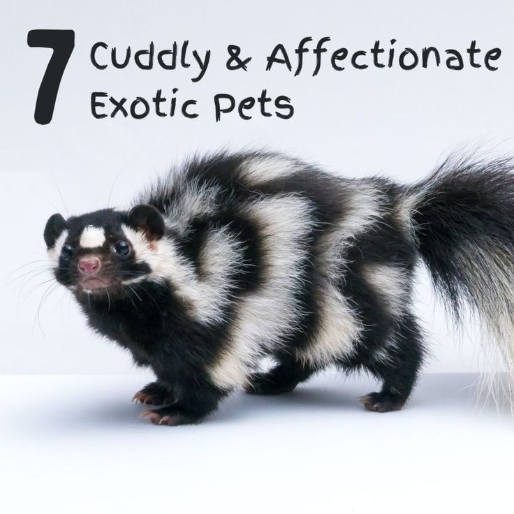 a ferret standing next to the words 7 cuddly & affectionate exotic pets