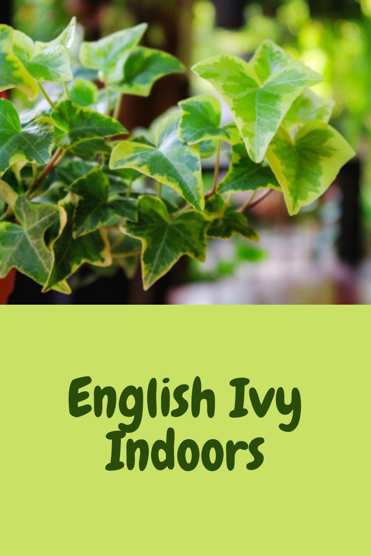 an english ivy indoors with the words english ivy indoors