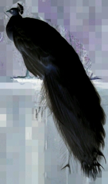 a black bird with long feathers sitting on top of a white table next to a window