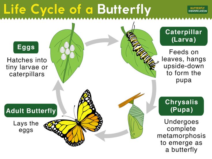 the life cycle of a butterfly is shown in this graphic above it's description