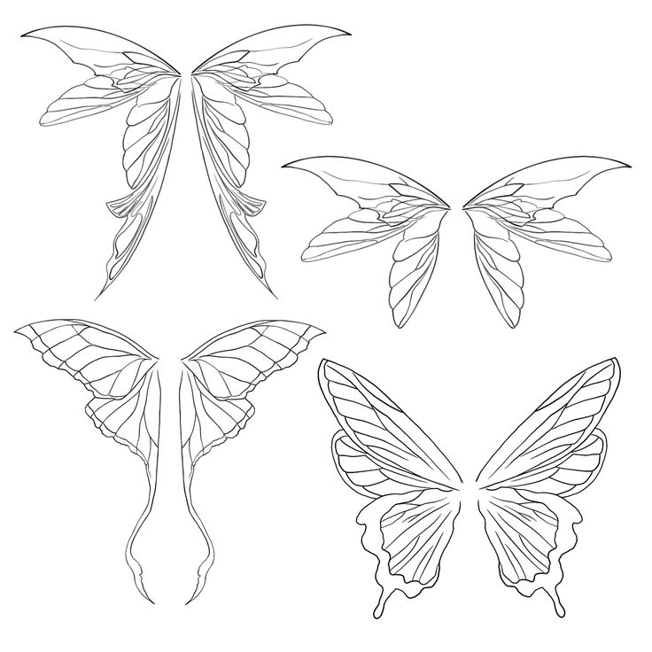 four different types of butterfly wings