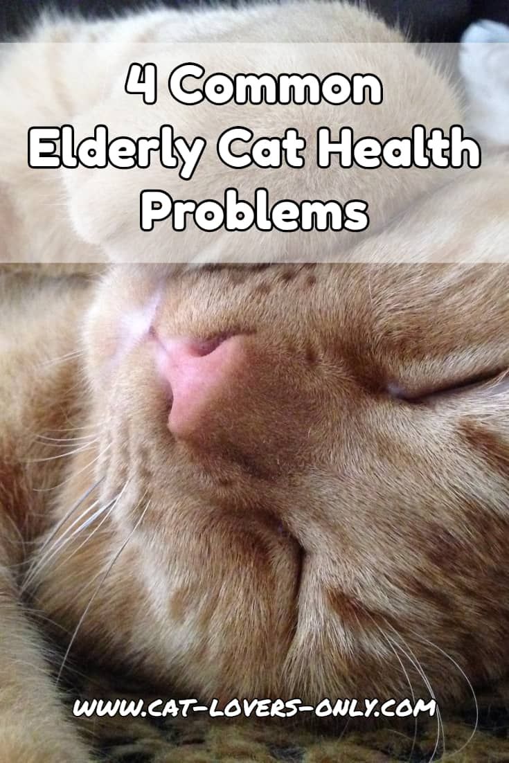 a close up of a cat laying on top of a bed with the caption 4 common elderly cat health problems