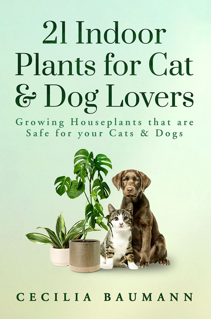 Christmas Cactus Plants Safe For Cats And Dogs, House Plants Safe For Cats And Dogs, Houseplants Cat Safe, Plants Cats Love, Safe House Plants, Cats And Houseplants, Parlor Palm, Zebra Plant, Cat Plants