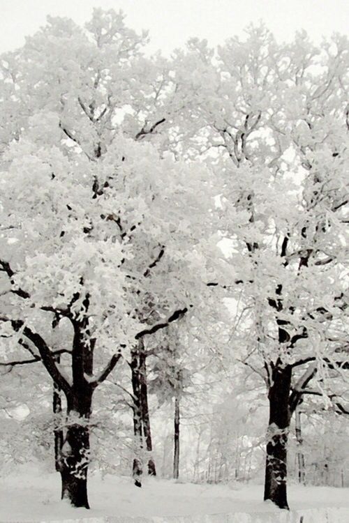 black and white photograph of snow covered trees