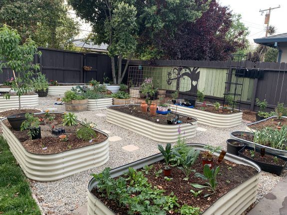 several raised garden beds with plants in them